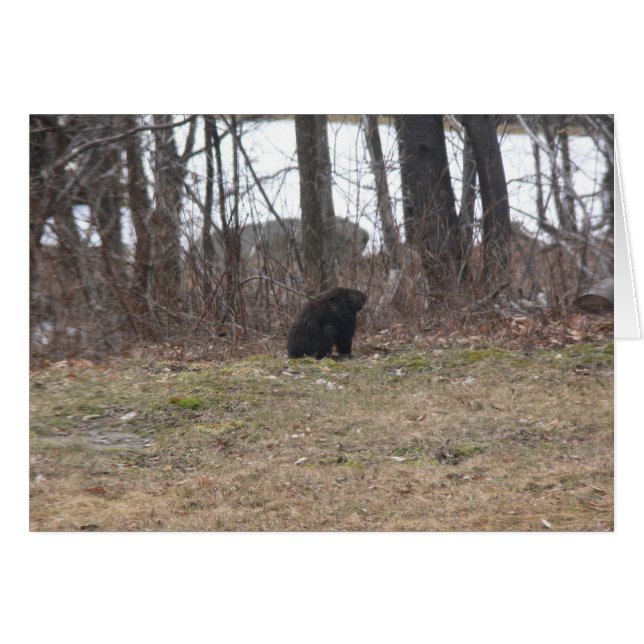Groundhog überblickt die Szene (Vorderseite (Horizontal))