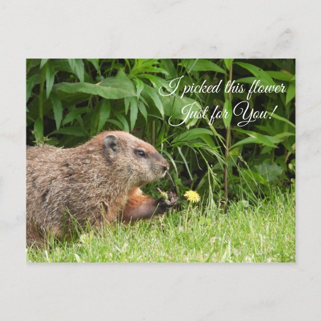 Groundhog/Woodchuck liefert Blume Postkarte (Vorderseite)