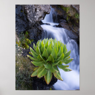 Groundsel oder Dendrosenecio 2 Poster