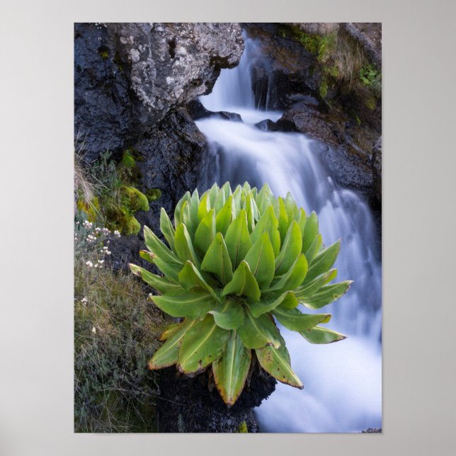 Groundsel oder Dendrosenecio 2 Poster (Vorne)
