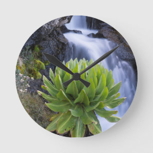 Groundsel oder Dendrosenecio 2 Runde Wanduhr