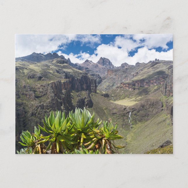 Groundsel oder Dendrosenecio Postkarte (Vorderseite)