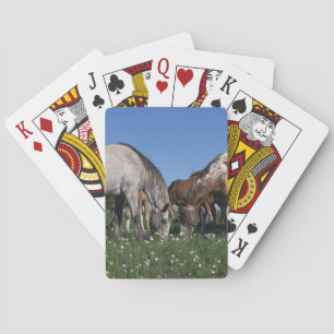Group of Appaloosa Horses Grazing Spielkarten
