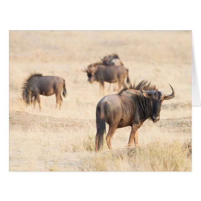 Group of Wildebeest (Vorderseite (Horizontal))