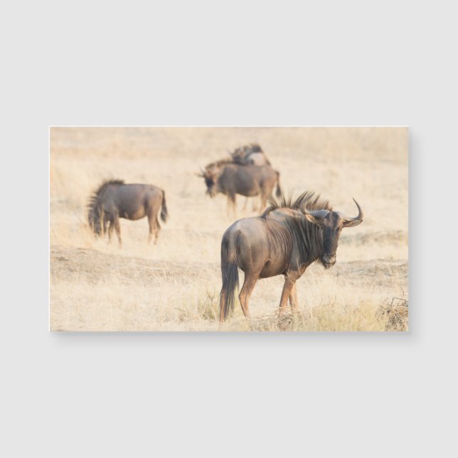 Group of Wildebeest Magnetkarte (Vorderseite)