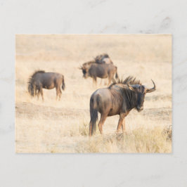 Group of Wildebeest Postkarte
