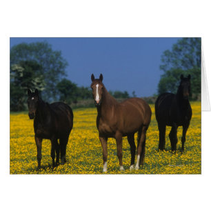 Groupe de chevaux de pur sang
