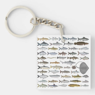 Groupe de poissons d'eau douce d'Asie du Sud