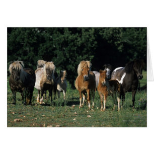 Groupe de poulains miniatures