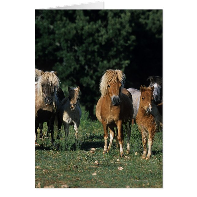 Groupe de poulains miniatures (Devant)