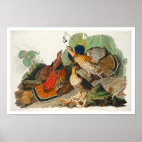 Groupement rouillé par Audubon Poster