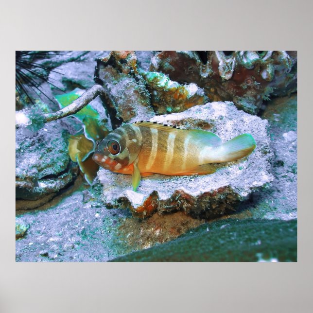 Grouper auf halber Muschel Poster (Vorne)