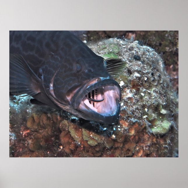 Grouper orale Hygiene Poster (Vorne)