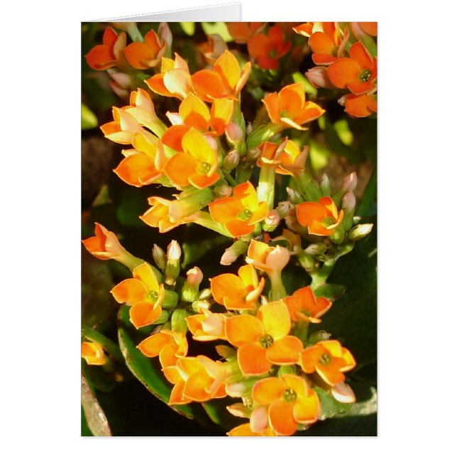 Groupes orange (Devant)