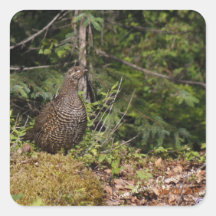 Grouse Hen