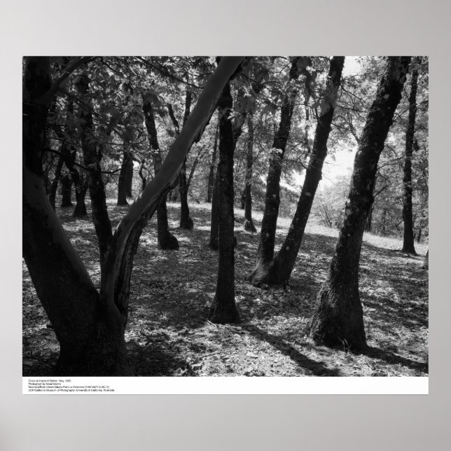 Grove am Bahnhof Hopland, 1966 Poster (Vorne)