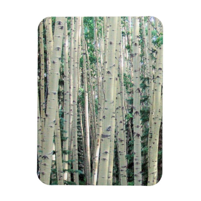 Grove of Colorado Aspen Trees - Magnet (Vertikal)