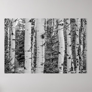grove of trees poster