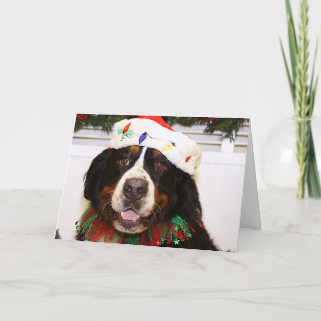 Grover- - Bernese Gebirgshund Feiertagskarte (Vorderseite)