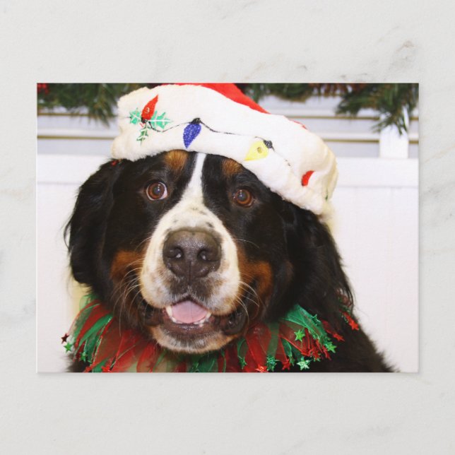 Grover- - Bernese Gebirgshund Feiertagspostkarte (Vorderseite)