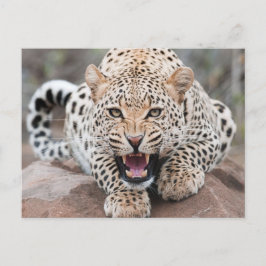 Growl Leopard Fierce Face Postkarte