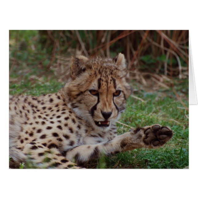 Growling Cheetah (Vorderseite (Horizontal))