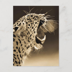 Growling Leopard Postkarte