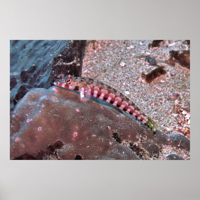 Grubfisch Poster (Vorne)