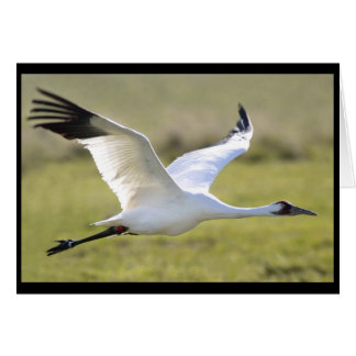 Grue blanche (Grus americana)