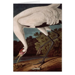 Grue de huée, des 'oiseaux d'America