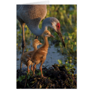 Grue de Sandhill avec poussins, Floride