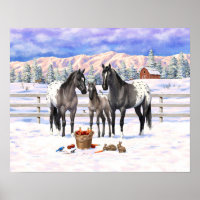 Grulla Gray Appaloosa Pferde auf einem schneebedec
