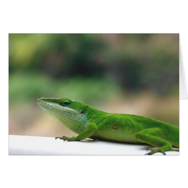 Grumpy Anole (Vorderseite (Horizontal))