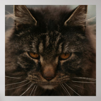 Grumpy Cat Poster