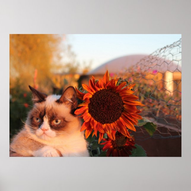 Grumpy Cat Sunflower Poster (Vorne)
