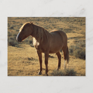 Grumpy Chestnut Postkarte