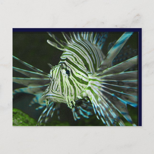 Grumpy Fish Postkarte (Vorderseite)
