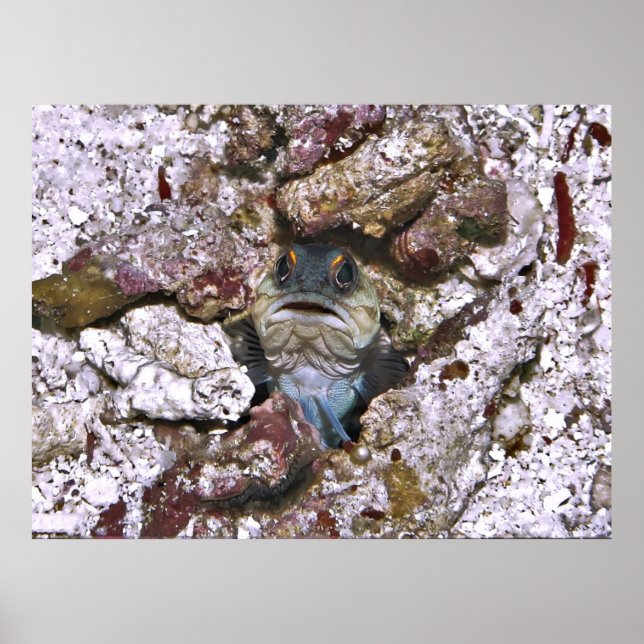 Grumpy Jawfish Poster (Vorne)