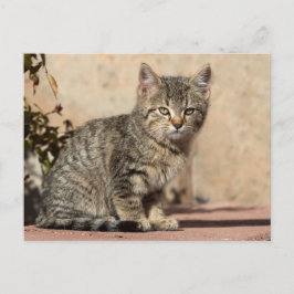 Grumpy Kitten Postkarte