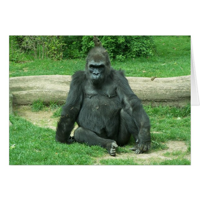 Grumpy Lowland (Vorderseite (Horizontal))