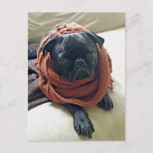 Grumpy Pug Postkarte