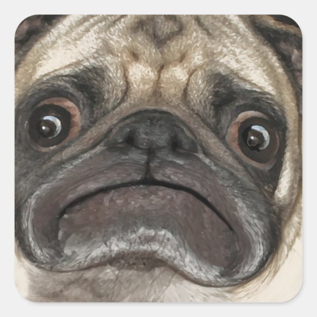 Grumpy Puggy Geschenke Quadratischer Aufkleber (Vorderseite)