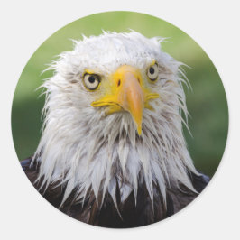 Grumpy & Soggy Bald Eagle Runder Aufkleber