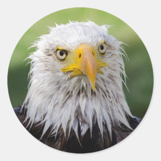 Grumpy & Soggy Bald Eagle Runder Aufkleber