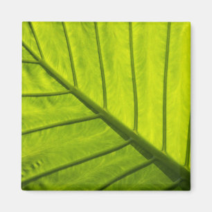 Grün geäderte Blätter tropischer Vegetation in 2 Magnet