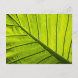 Grün geäderte Blätter tropischer Vegetation in 2 Postkarte