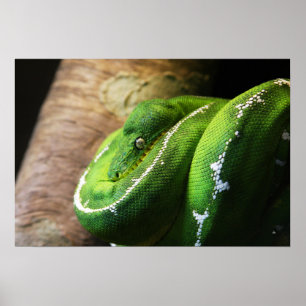 Grün Poster