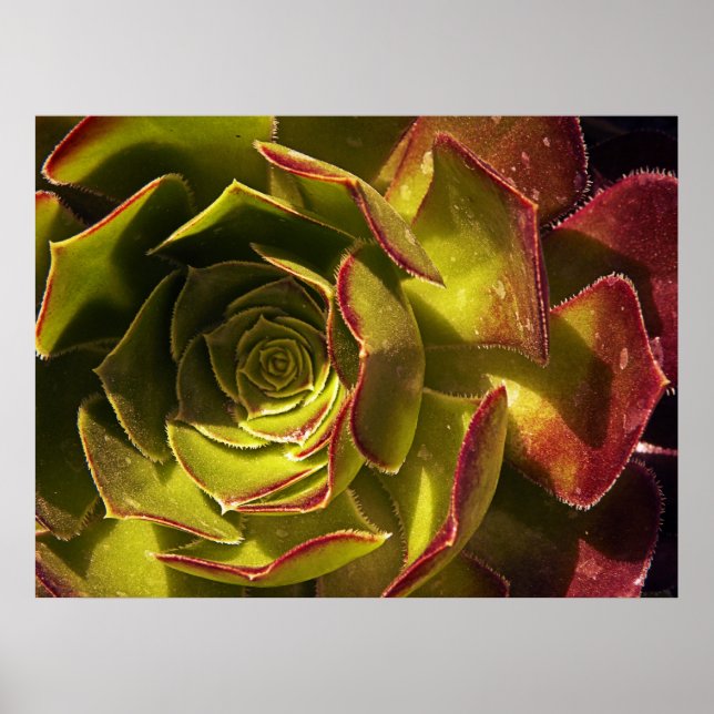 Grün Poster (Vorne)