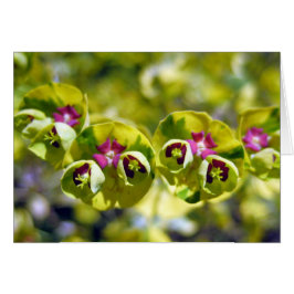 Grün und Blüte 105