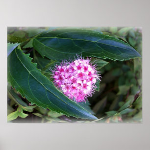 grün und rosa poster